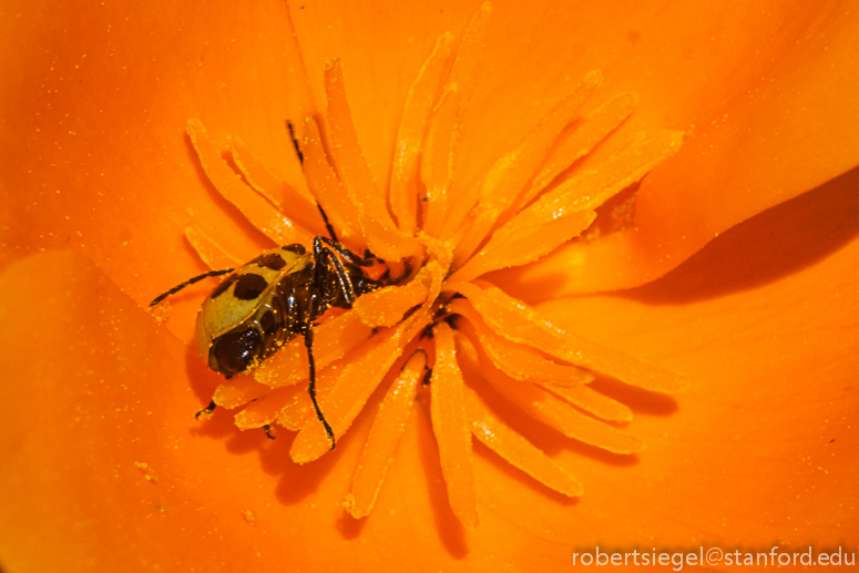 poppy and beetle